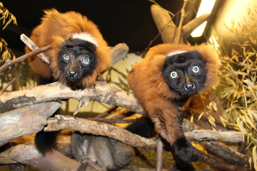 Red Ruffed Lemur in Henry Doorly Zoo