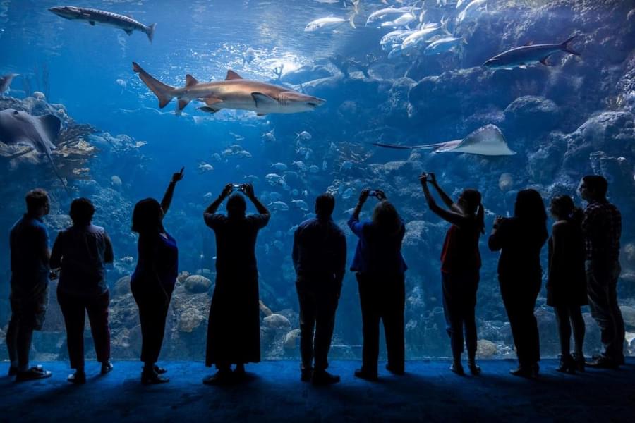 Enjoy the stunning sea animals at the zoo aquarium