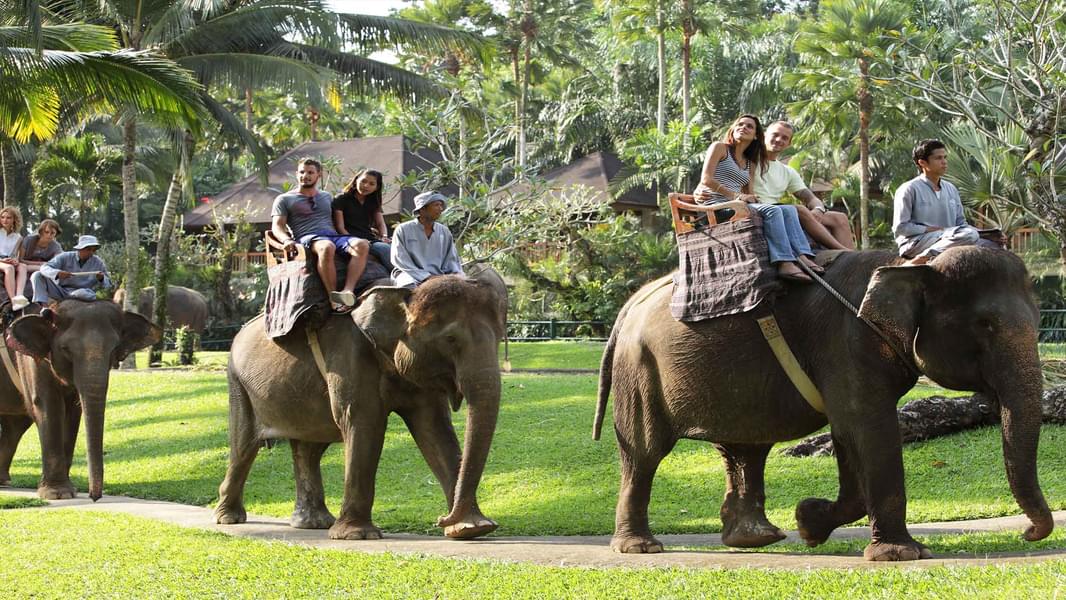 Elephant Safari Ride in Bali Image