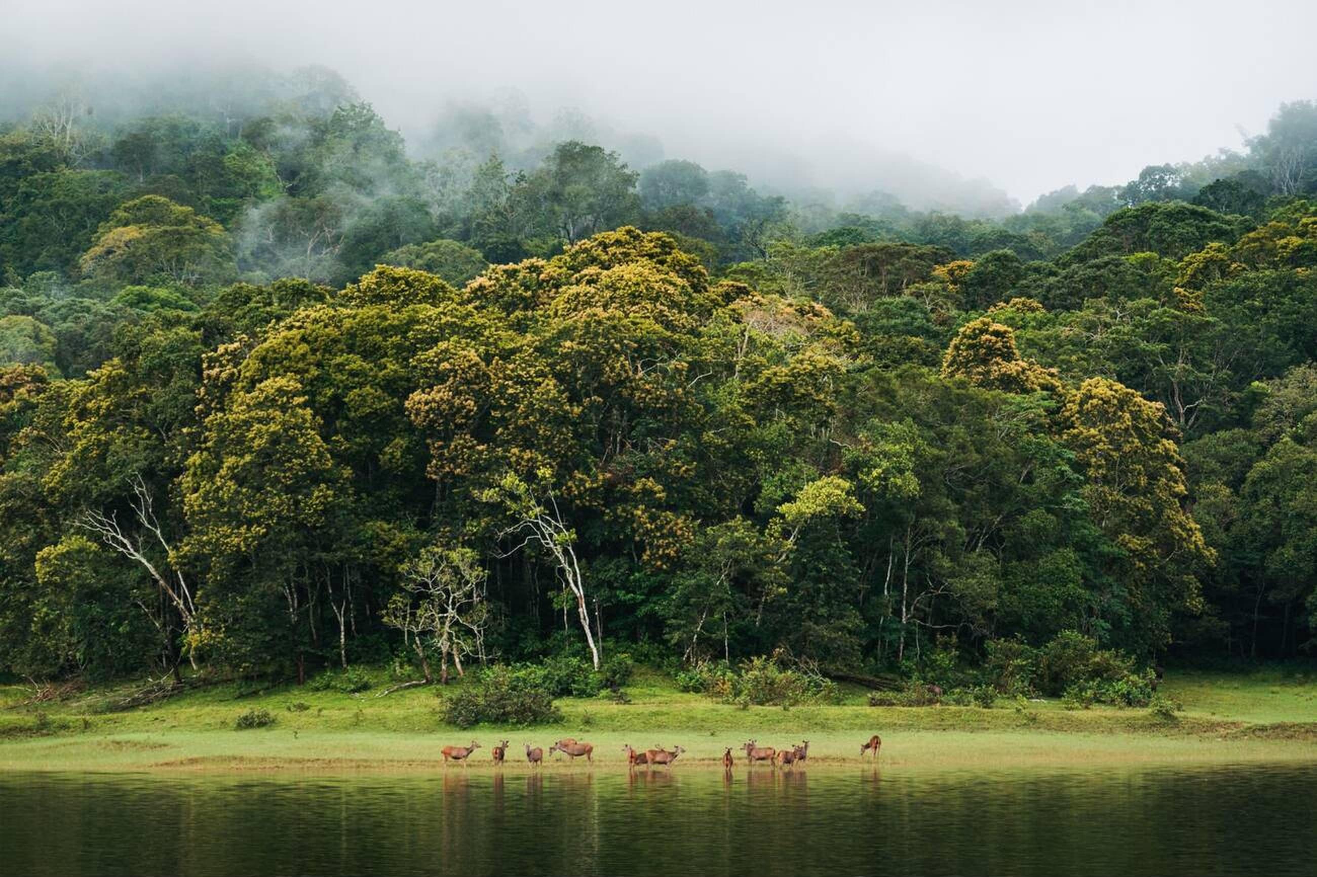 Periyar National Park, Thekkady