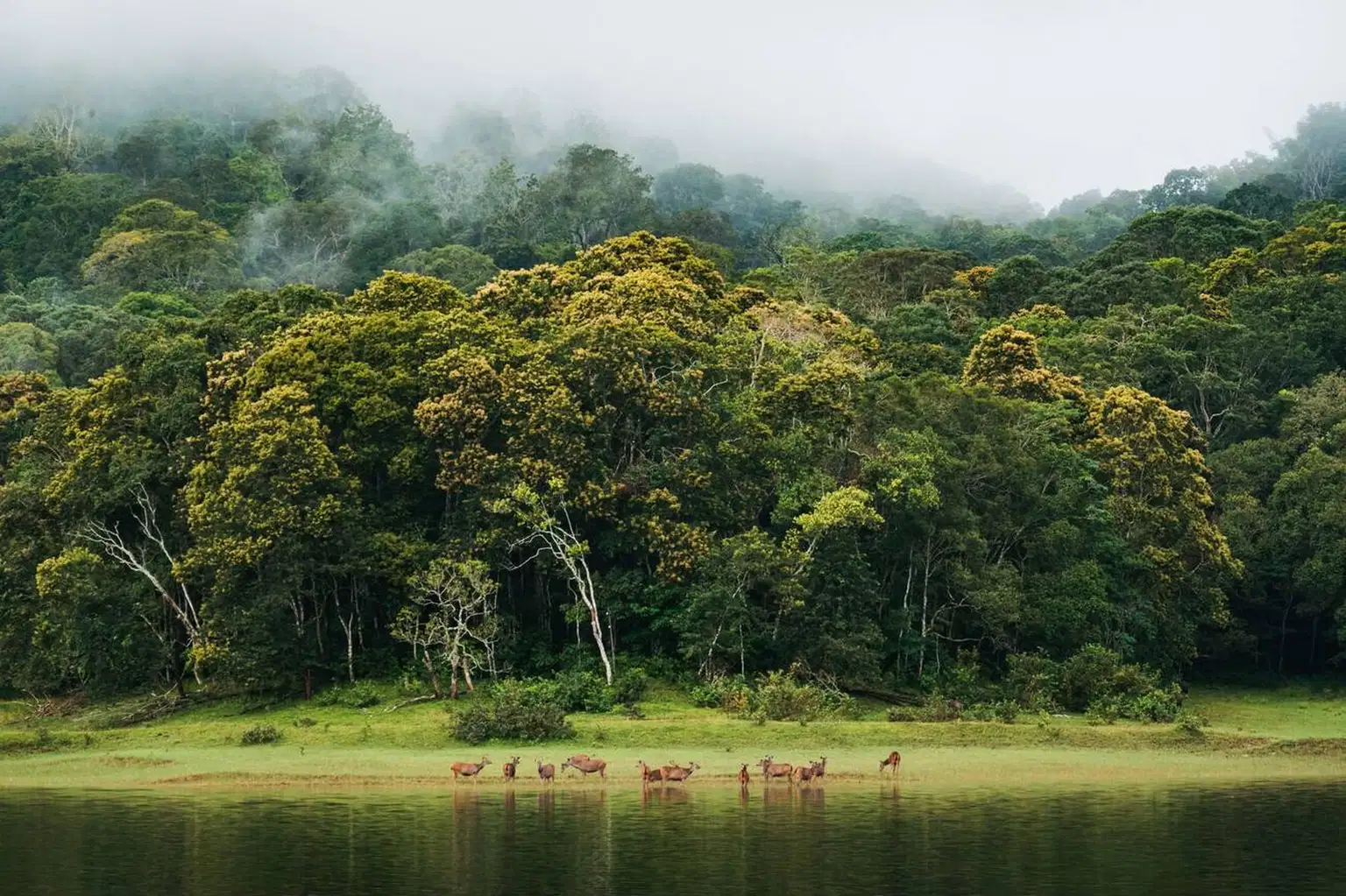 Kerala Scenic Trio | Munnar, Thekkady, and Kumarakom