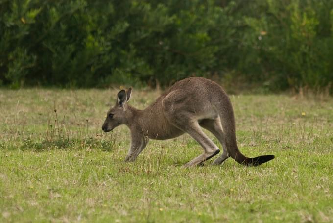 Grey Kangaroo in Singapore Zoo