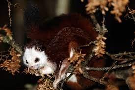 Red and white giant flying squirrel