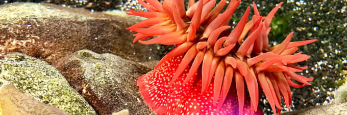 Pacific Northwest Rockpool