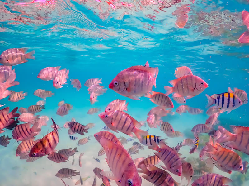 See the vibrant colors of the fishes