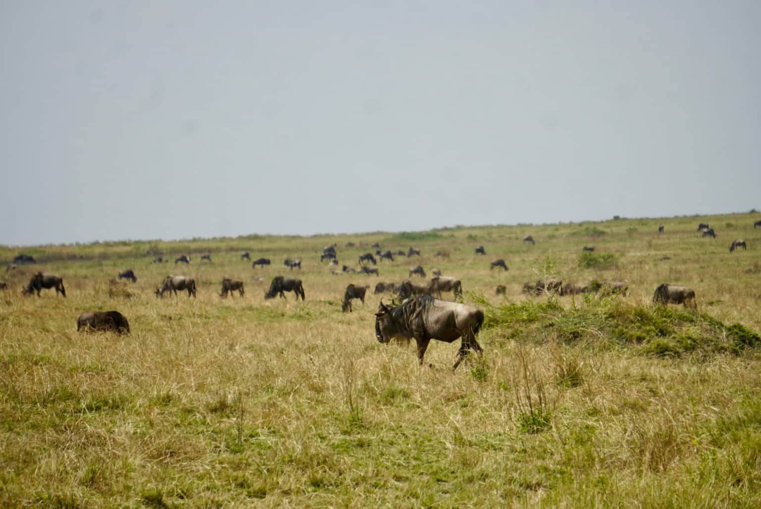 Photo from Akshobhya Upadhya's trip