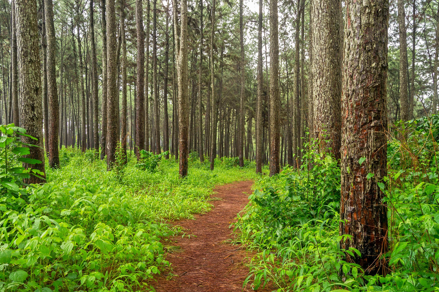 Ngwo Pine Forest, <em>Nigeria</em>