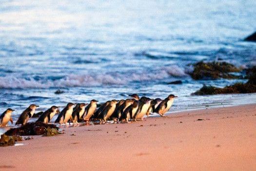 Phillips Island Penguin Parade Tickets & Tours