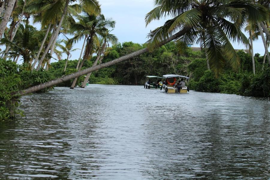 Bird Watching While Boating in Poovar Island Image