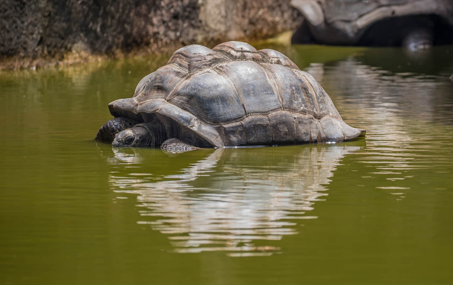 Turtle-themed artifacts from all over the world