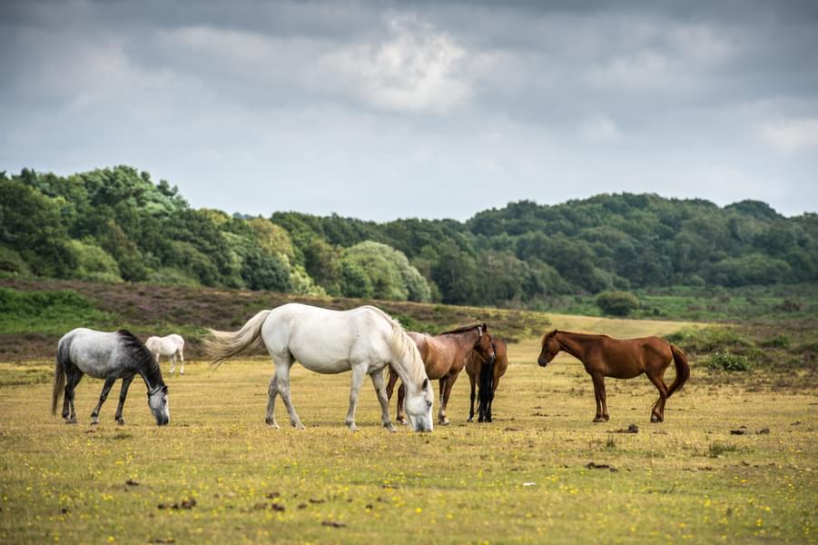 Pony Walk