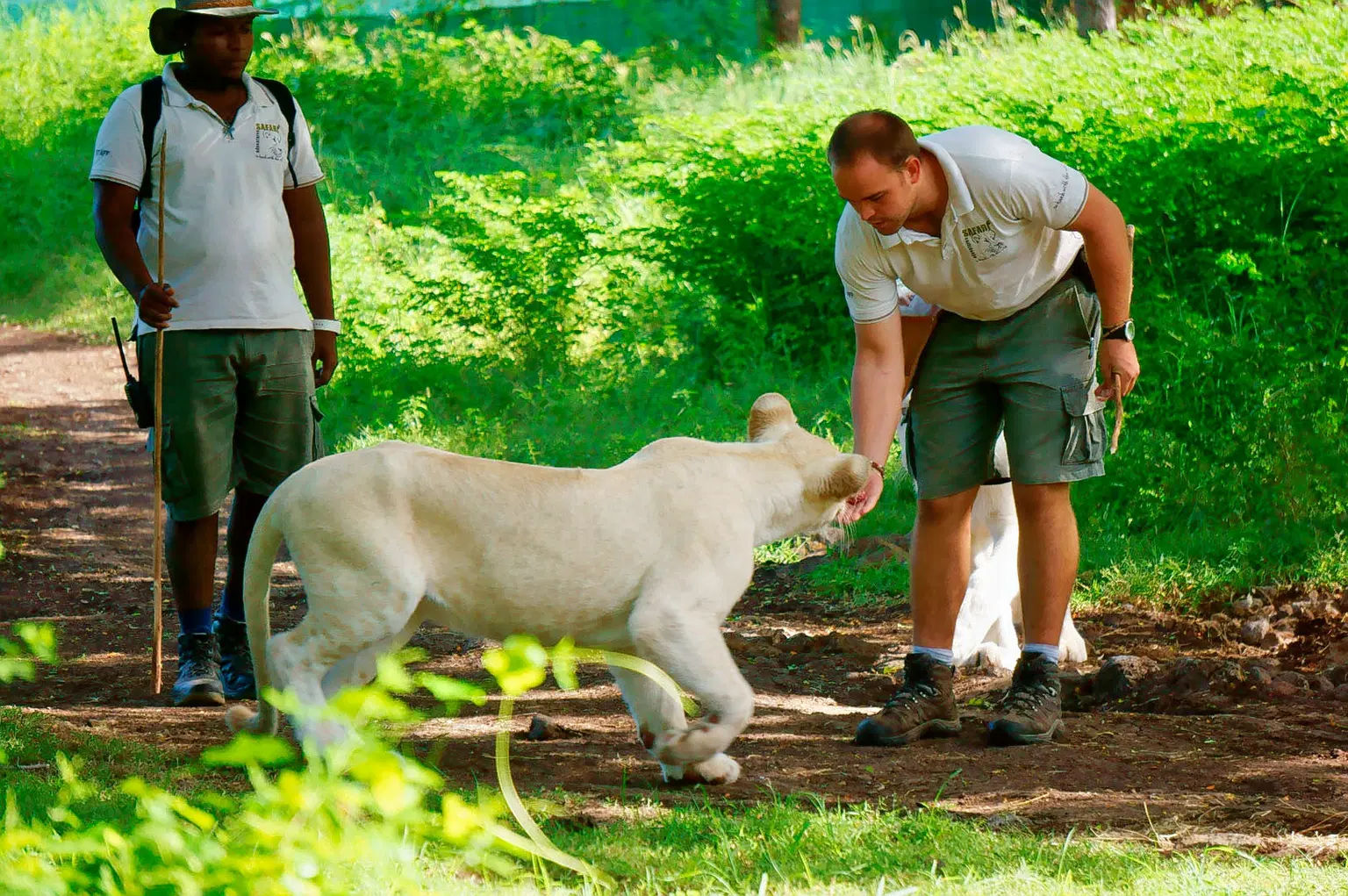 Walk With Lions