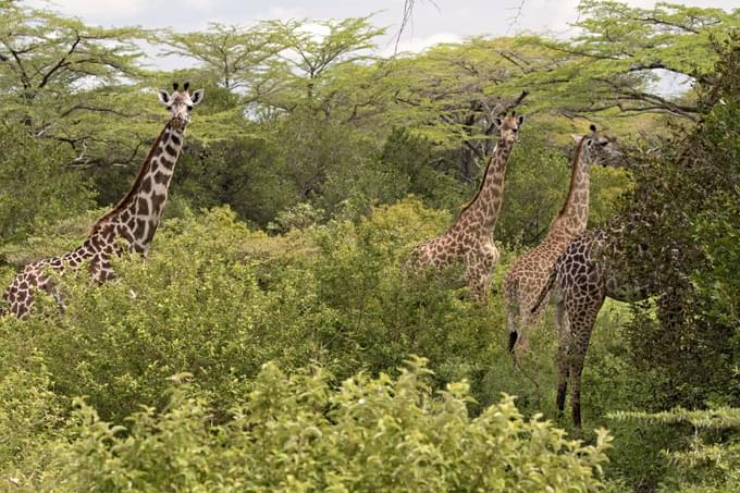 Nyerere National Park