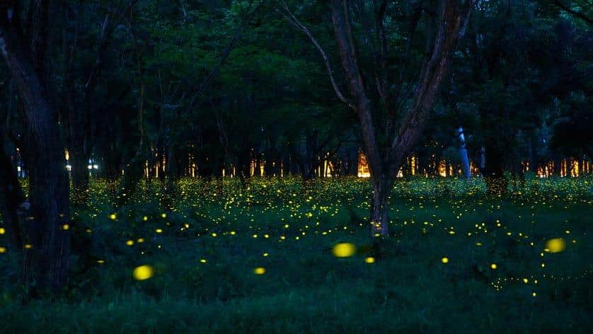 Fireflies Trek Around Mumbai
