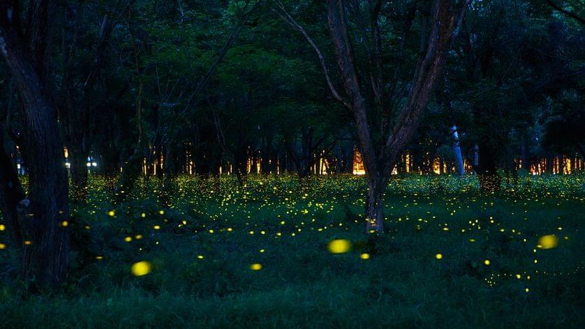 Fireflies Trek Around Mumbai