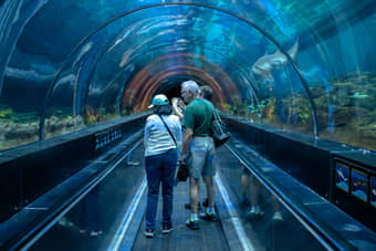 Visit SEA LIFE Orlando and explore the marine life of Florida