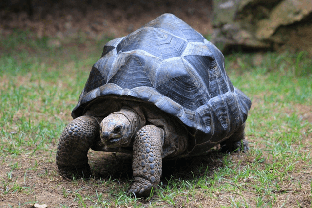 Aldabra Tortoise in Nashville Zoo