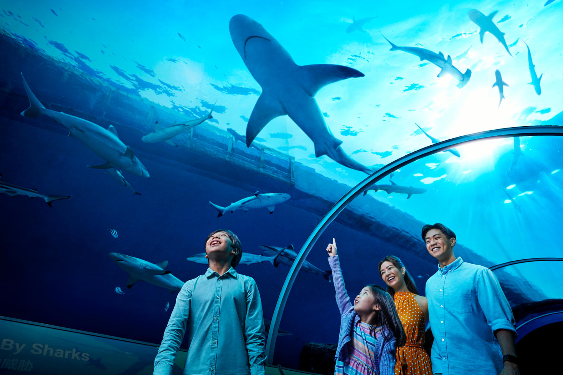 Experience the wonders of the S.E.A. Aquarium in Singapore.