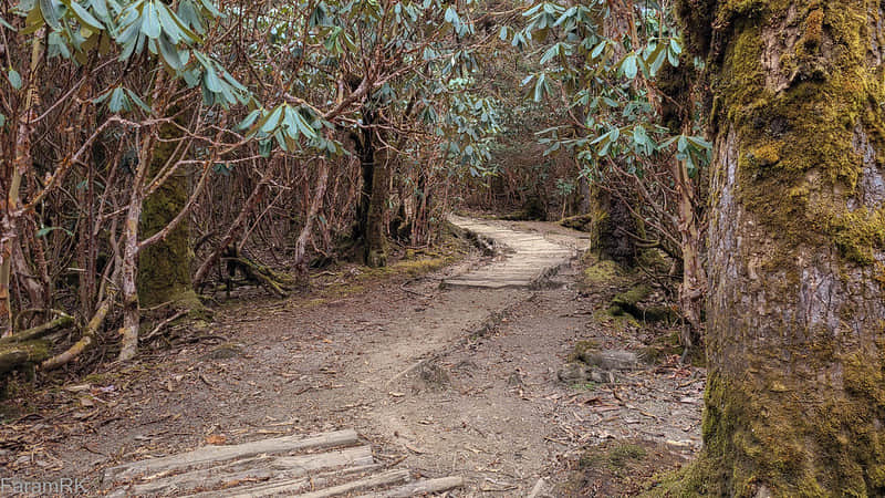 Embark on Rhododendron Forest Walks