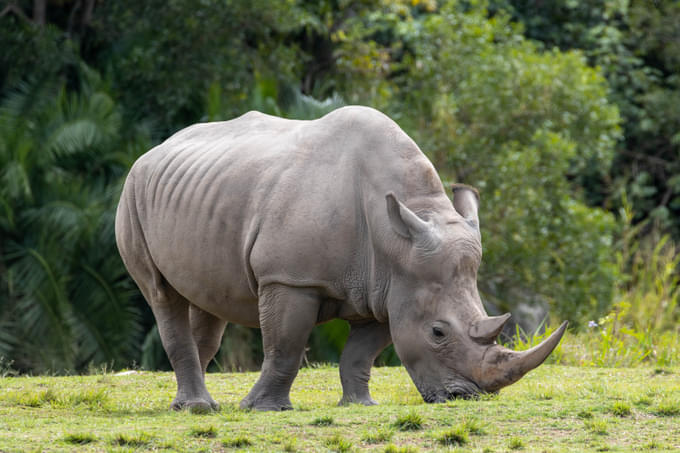 Rhino