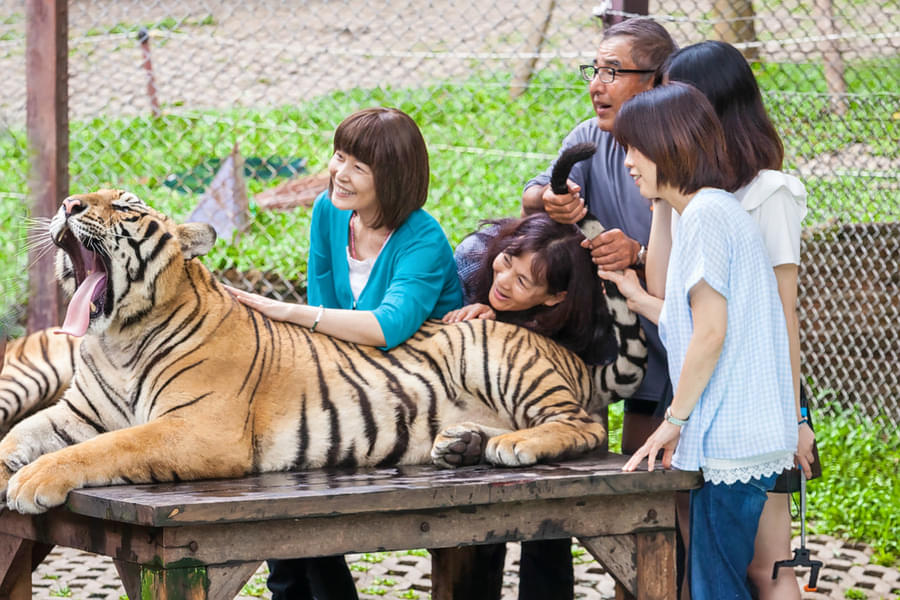 Phuket City Tour With Tiger Kingdom Image