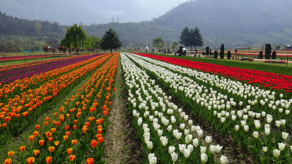 Indira Gandhi Memorial Tulip Garden