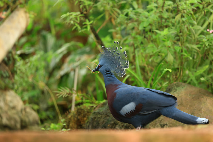 Lisbon Zoo Image