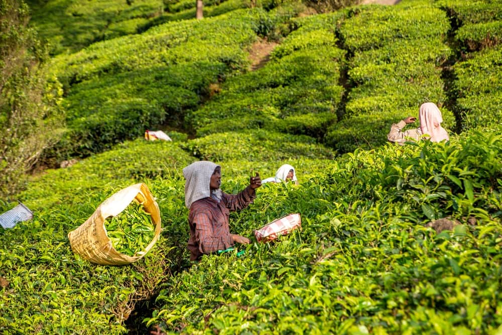 Tea garden strolls in Munnar