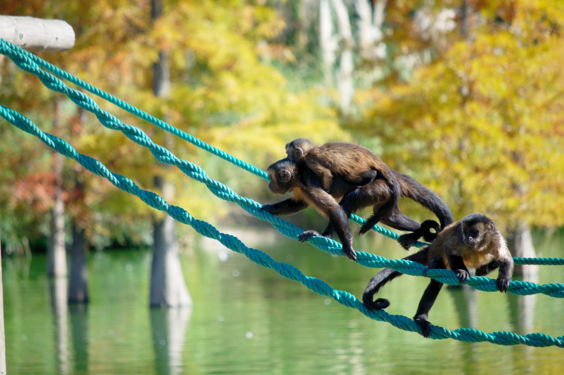 See the cute capuchin monkeys in their habitat