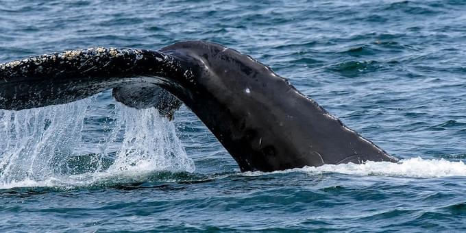 Whale at Big Sur, California