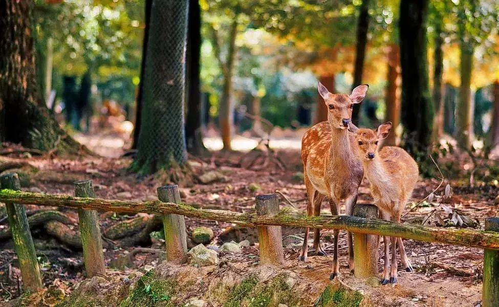 Ooty Family Tour Package for 2 Days Image