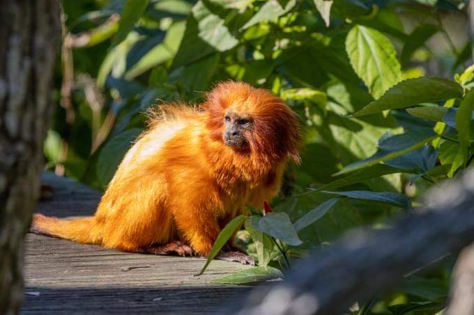 Golden Lion Tamarin