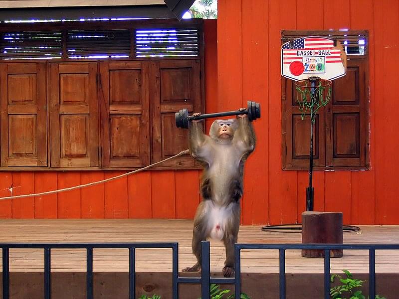 Monkey showing tricks during monkey show.