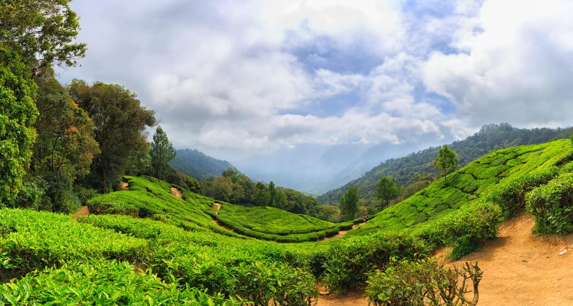 Coorg Ooty Munnar Tour Packages Image