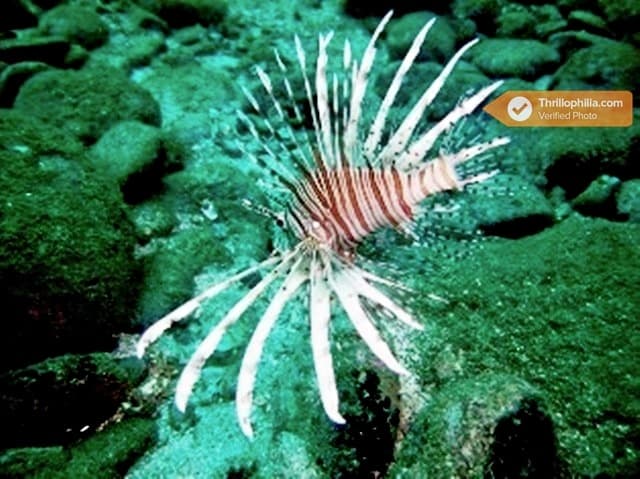 Snorkeling Trip, Kochi Image