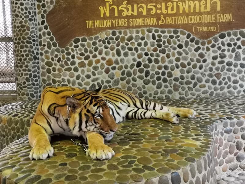 The Million Years Stone Park & Pattaya Crocodile Farm Tickets Image