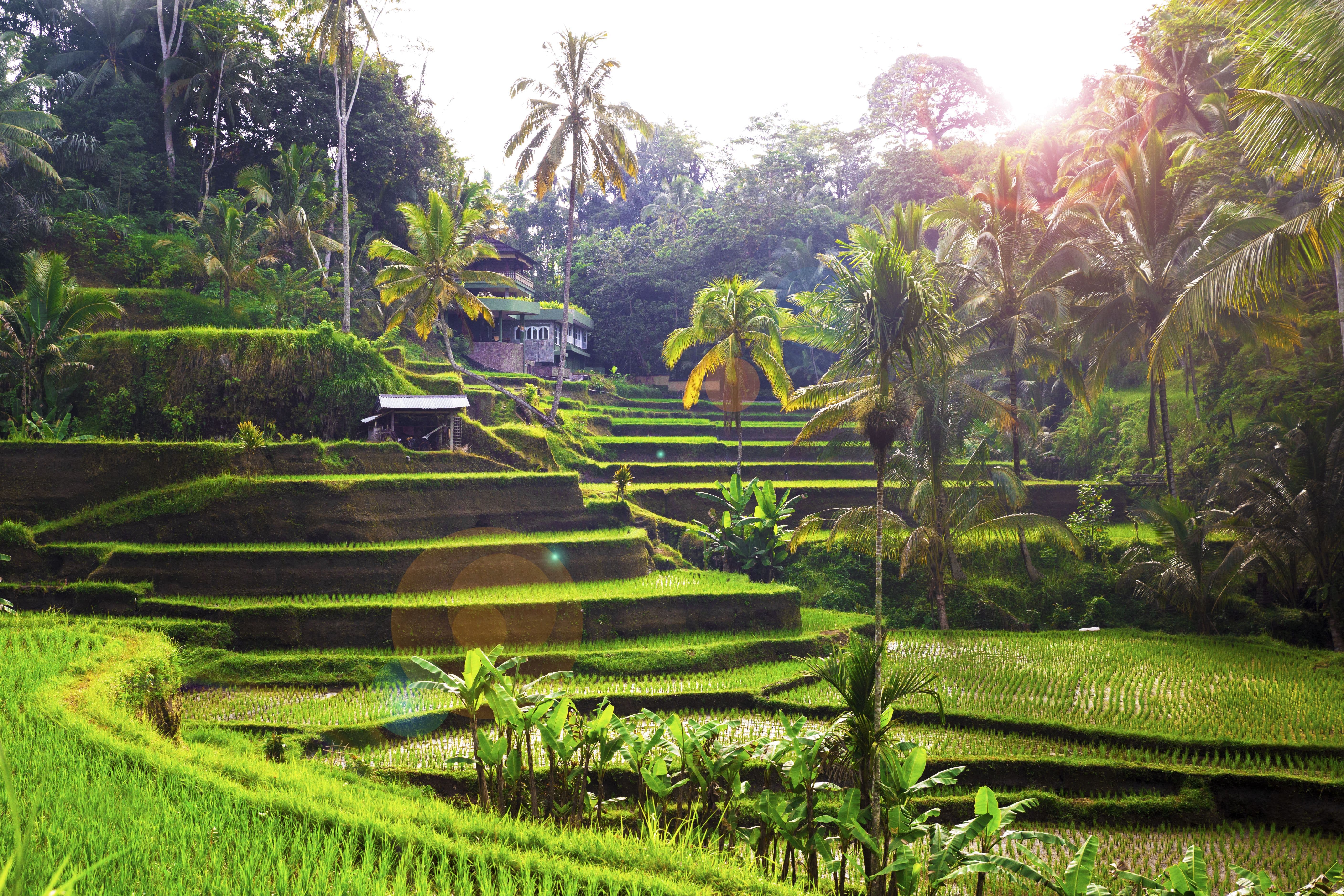 Tegalalang Rice Terrace