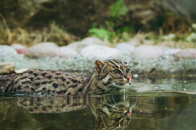 fishing cat sundarbans in Brookfield Zoo