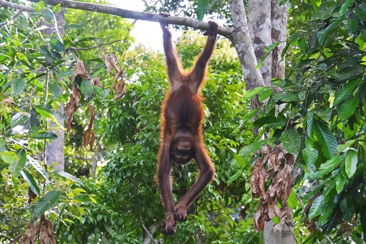The Orangutan Area