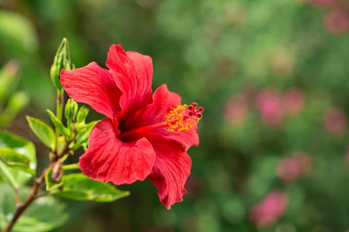 Hibiscus Garden