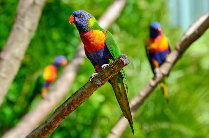 Rainforestation Nature Park