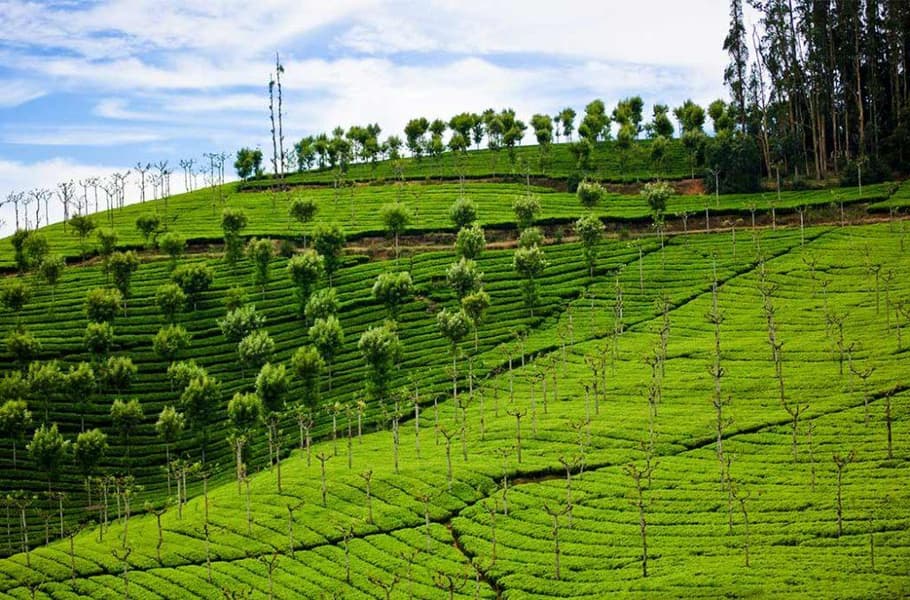 Coonoor Sightseeing Package​ Image