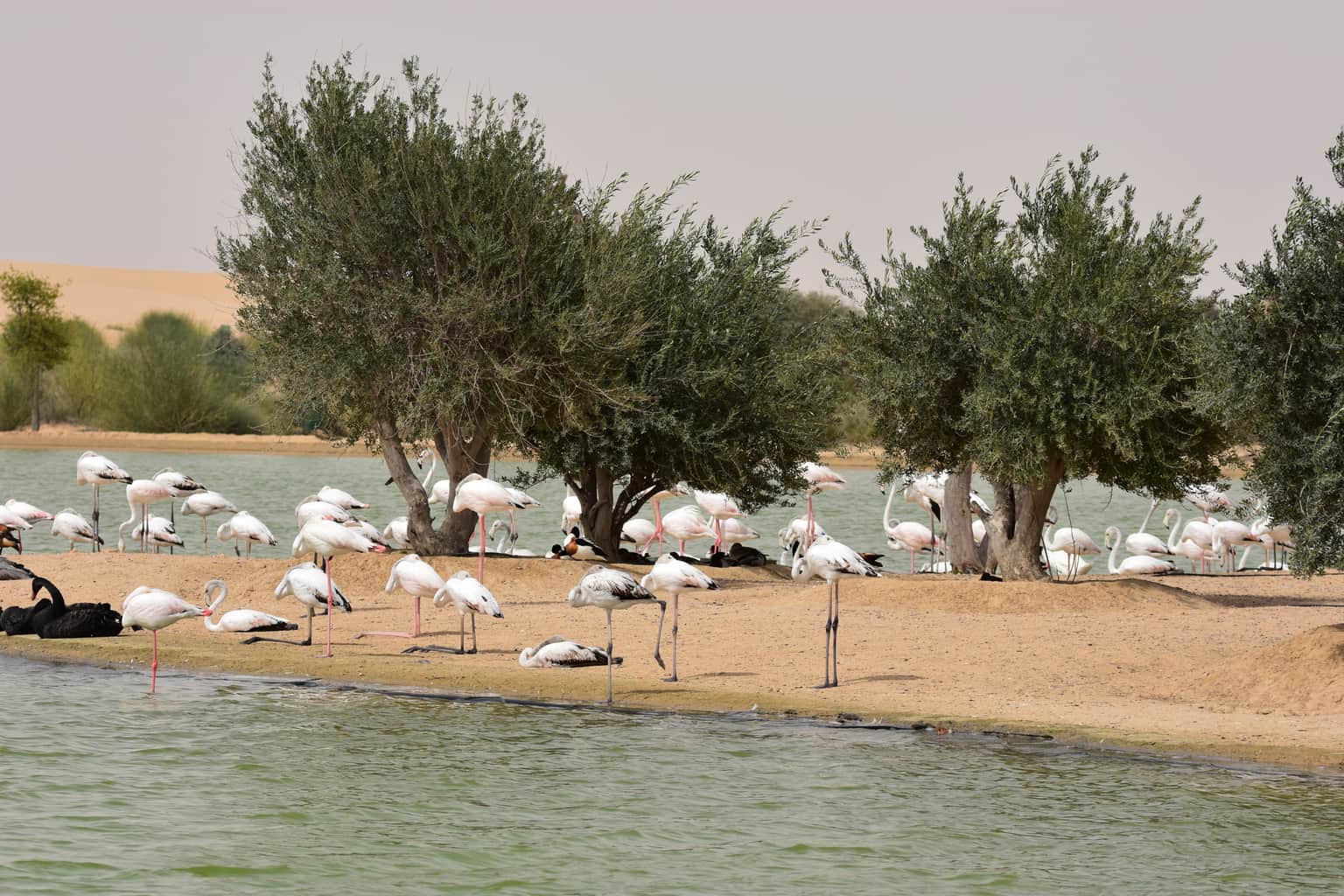 Explore the Local Fauna
