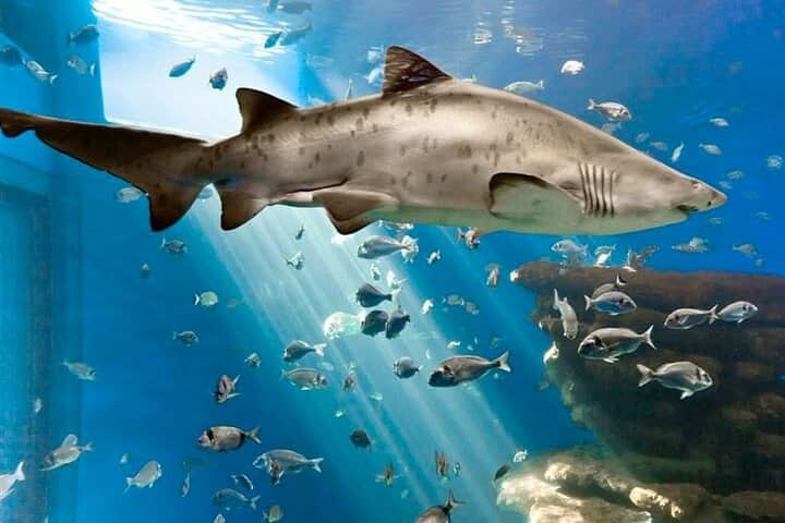 Palma Aquarium, <em>Spain</em>