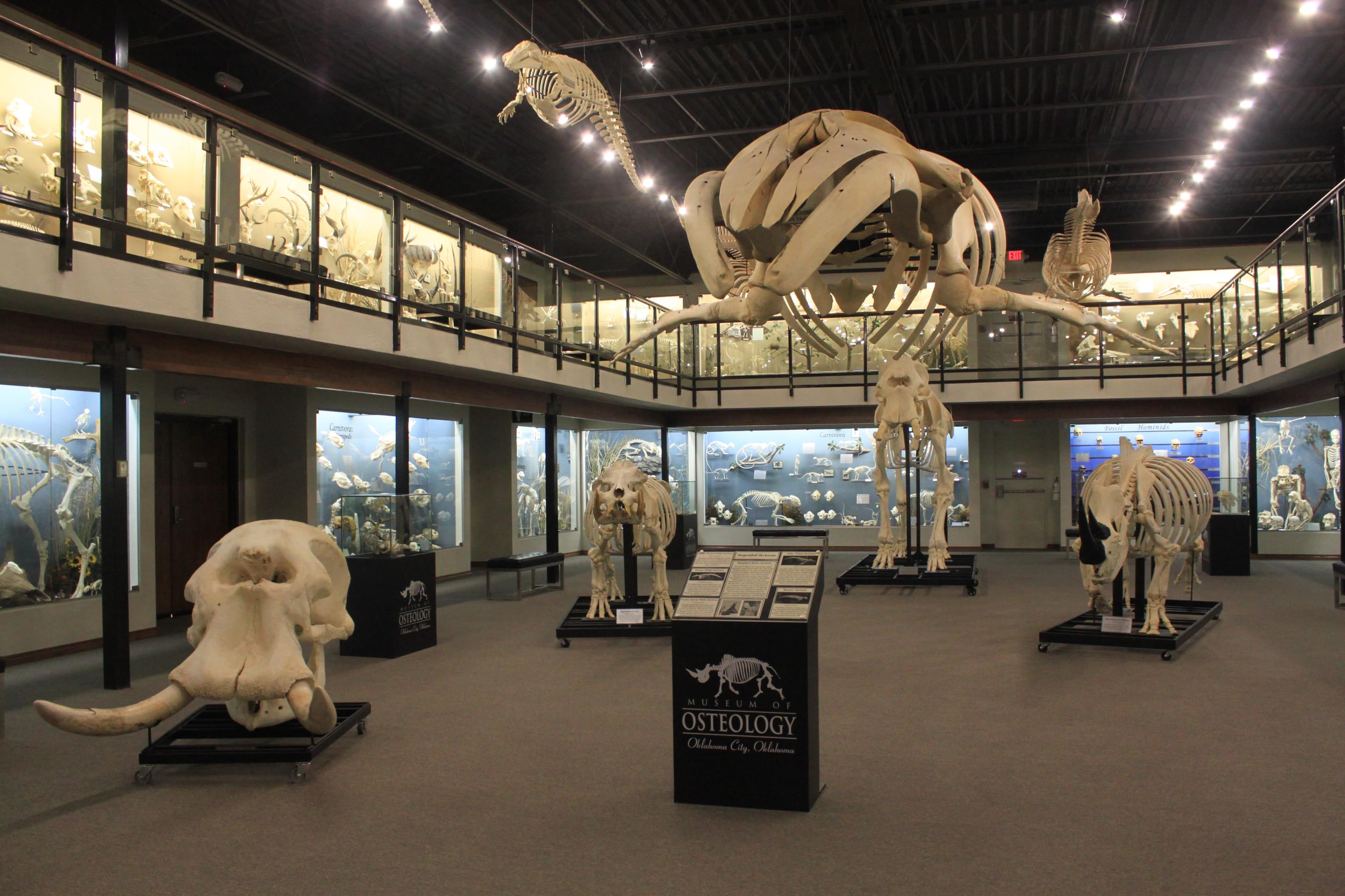 Skeletons Museum of Osteology Overview