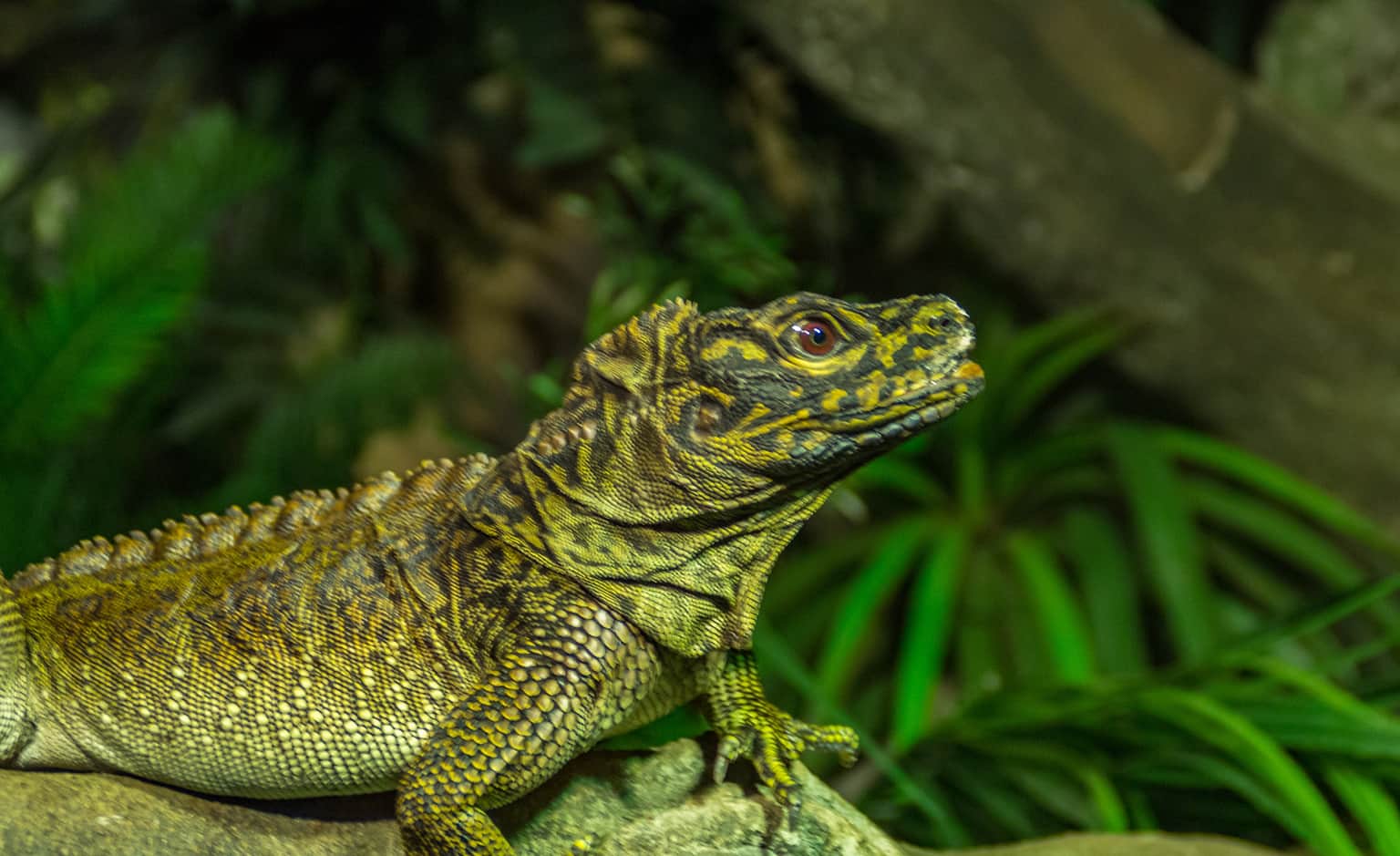 Australian Reptile Park, <em>New South Wales</em>