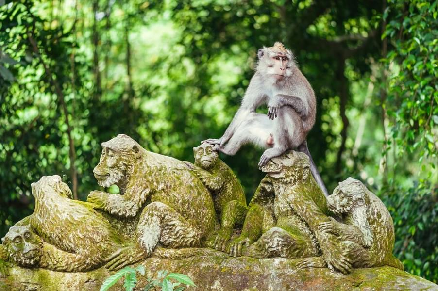 Long-tailed macaque in Sacred Monkey Forest