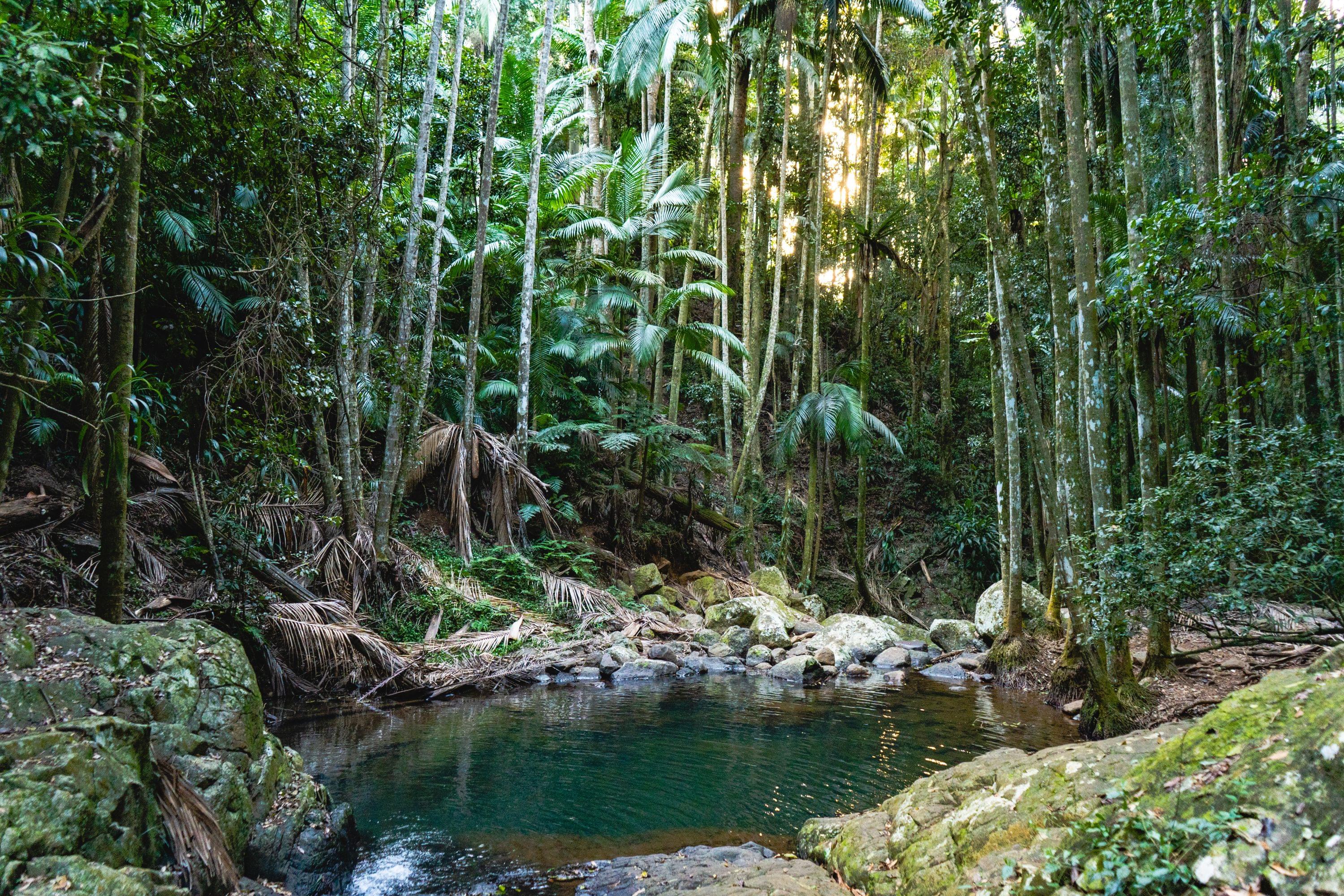 Tamborine Rainforest Skywalk