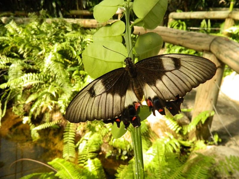 Australian Butterfly Sanctuary Tickets Image