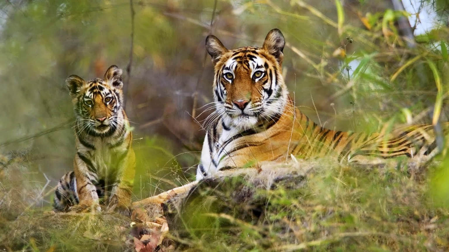 Keoladeo Ghana National Park